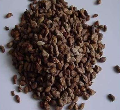 vocanga seed